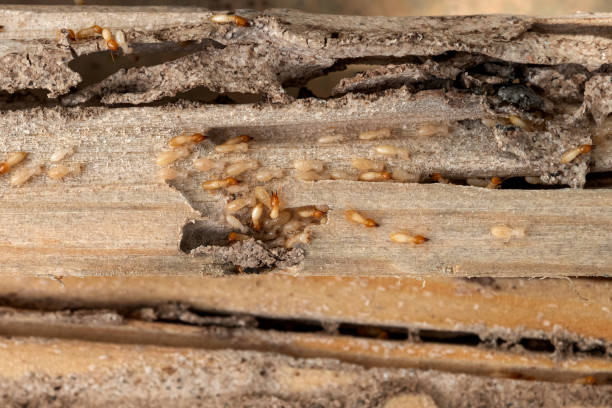 Best Emergency Pest Control  in Memphis, MO
